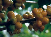 Таинственный Желтый Бурбон